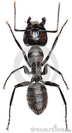 Carpenter Ant on white Background Stock Photo