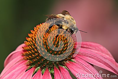 Carpenter Bee Stock Photo