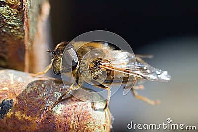 Hover Fly Up Close Macro Shot On The Lock Of A Shed Door Stock Photo