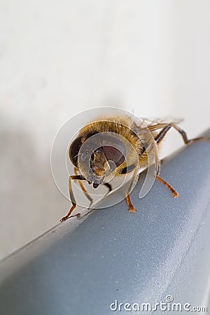 Hover Fly Up Close Macro Shot Stock Photo