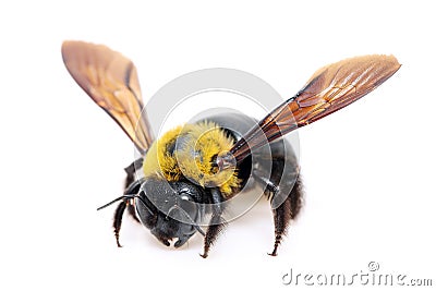 Carpenter bee Xylocopa Stock Photo