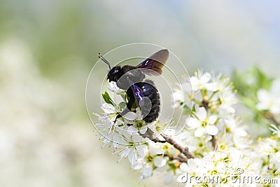 Carpenter bee pollinate bloomed flowers in spring Stock Photo