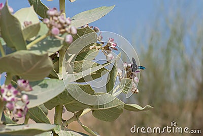 A Carpenter Bee xylocopinae violacea stops on a purple desert flower Sodom`s Apple Stock Photo