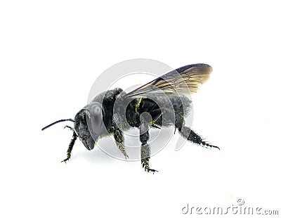 carpenter mimic leafcutter bee - Megachile xylocopoides - named for its superficial similarity to the carpenter bee genus Xylocopa Stock Photo
