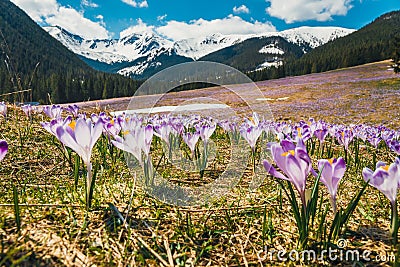 Carpet of blooming crocuses in chocholowska valley Stock Photo