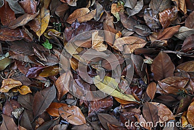 A carpet of brown fallen leaves. fallen leaves lie on the ground in the grass. Stock Photo