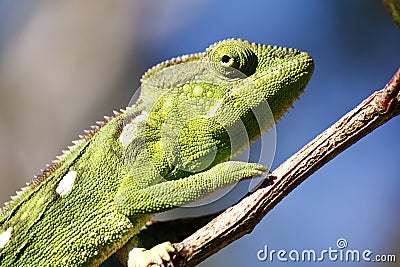 Carpet Chameleon (Furcifer lateralis) Stock Photo