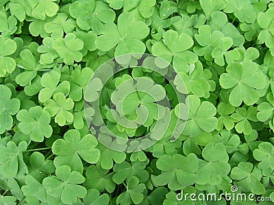 Clover patch Stock Photo