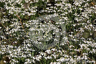 Carpet of Common snowdrops (Galanthus nivalis) Stock Photo