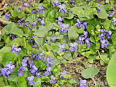 Carpet of garden violets, spring nature Stock Photo