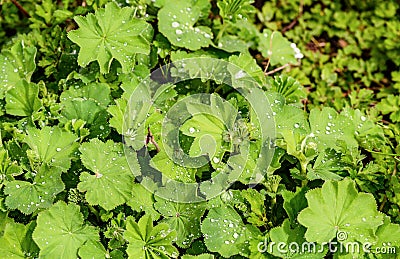 A carpet of gently green leaves with drops of dew on a bright sp Stock Photo
