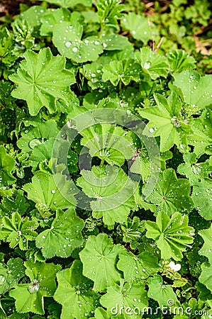 A carpet of gently green leaves with drops of dew on a bright sp Stock Photo