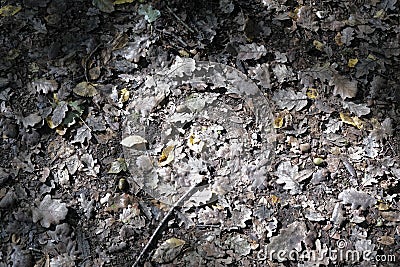 Carpet of green and brown fallen leaves in autumn Stock Photo