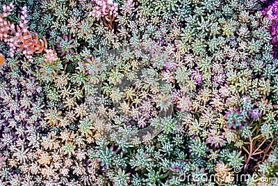 Carpet made of colorful succulents. Natural background, texture. Stock Photo