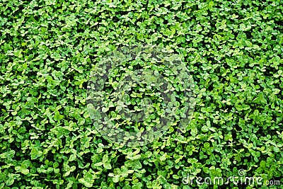 Carpet made of green clover texture. Spring forest background. Stock Photo