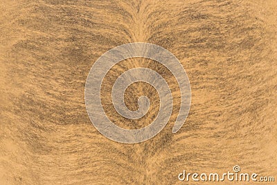 Carpet skin tiger for entry texture Stock Photo