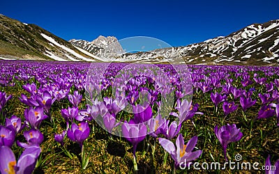 Carpet of wild mountain crocus flowers at Campo Imperatore, Abruzzo Stock Photo