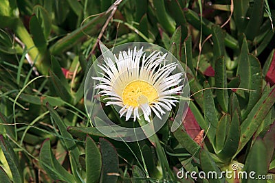 Carpobrotus acinaciformis. Stock Photo