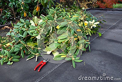 Carport rooftop, fall cleanup with garden clippers and pile of pruned branches Stock Photo