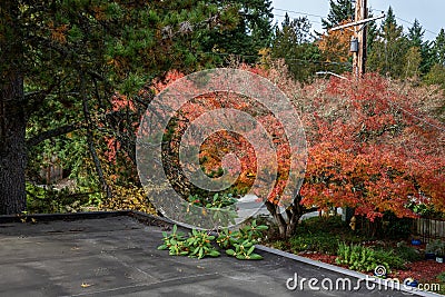 Carport rooftop view, fall color, pruned rhododendron branch on roof Stock Photo