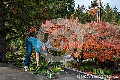 Carport rooftop view, fall color, woman picking up pruned branches for disposal Stock Photo