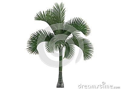 Carpoxylon Palm (Carpoxylon macrospermum) Stock Photo