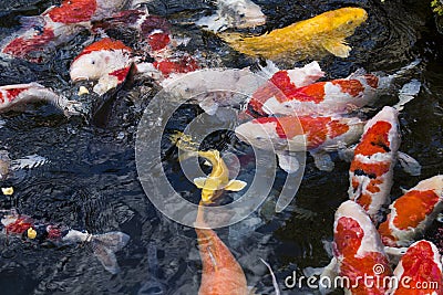 Carps fish Stock Photo