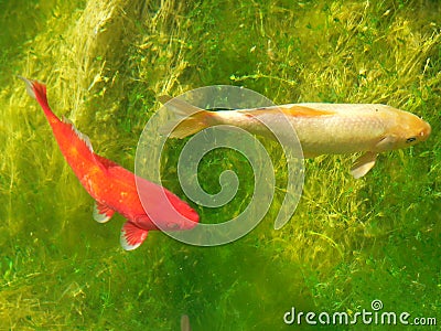 Carps on green Stock Photo