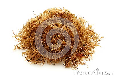 Carrageen moss Stock Photo