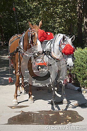 Carriage Stock Photo