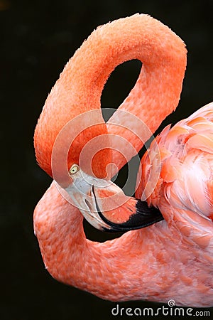 Carribean Flamingo Bird Stock Photo