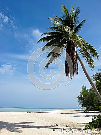 Carribean Palm tree with coconuts Stock Photo