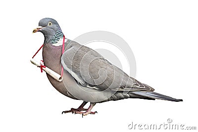 Carrier pigeon carrying and delivering mail message Stock Photo