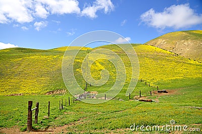 Carrizo Plain Wildflower Stock Photo