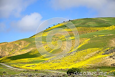 Carrizo Plain Wildflower Stock Photo