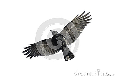 Carrion crow in flight Stock Photo