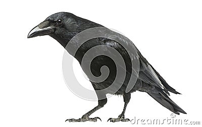 Carrion Crow with inquisitive look, Corvus corone, isolated Stock Photo