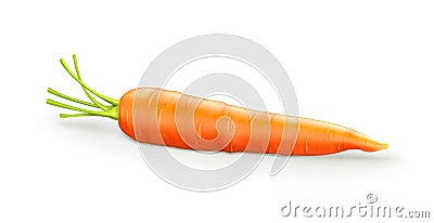 Carrot Vector Illustration