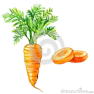 Carrot and carrot slices isolated on white, watercolor illustration Cartoon Illustration