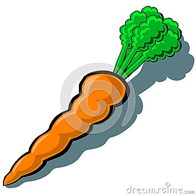 Carrot Vector Illustration