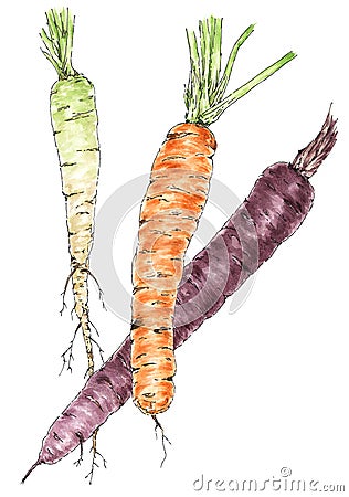 Carrot roots botanical drawing Stock Photo