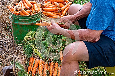 Carrot farm land spring harvest preparation for market sale. Local farming business. Farmer sits and strips leaves. Stock Photo