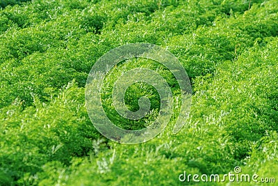 Carrot Field, Green Rows on the carrot field Stock Photo