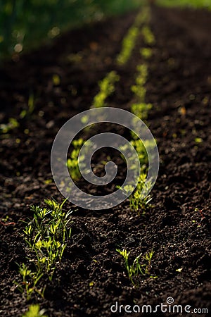 Carrot field. Sprouts of young carrot are growing from the soil in the kitchen garden. Stock Photo