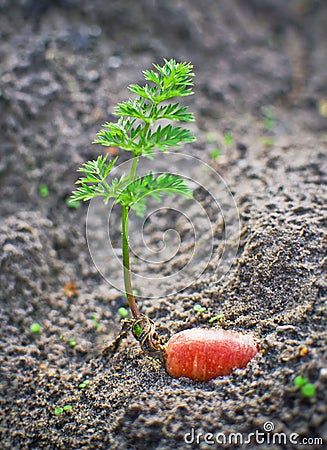 Carrot with green leave in ground Stock Photo