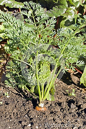 Carrot in the ground Stock Photo