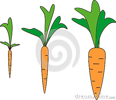 Carrot growth stages Stock Photo