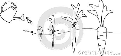 Carrot growth stages Stock Photo