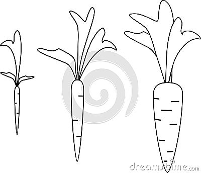 Carrot growth stages Stock Photo
