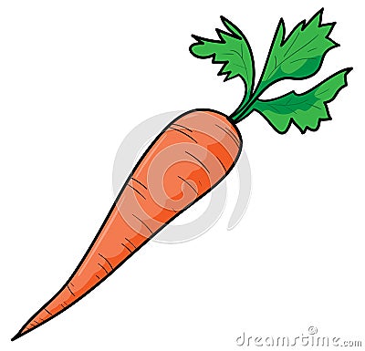 Carrot Vector Illustration